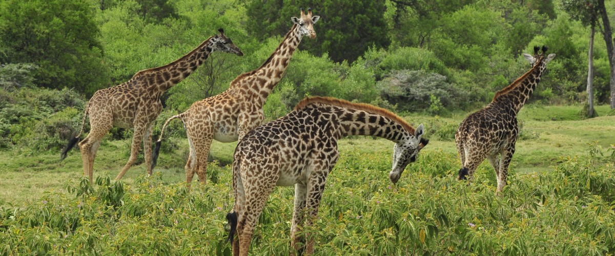 Arusha National Park