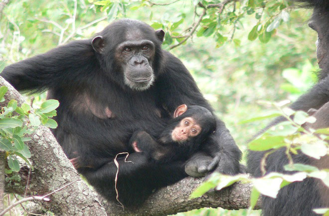 Gombe Stream National Park