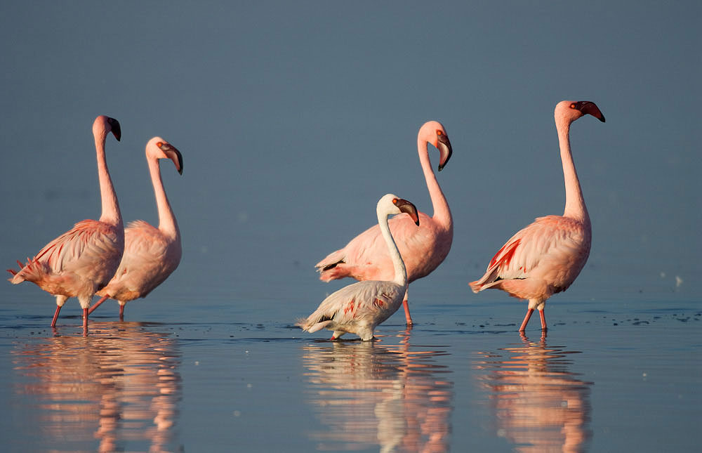 Sadaani National Park