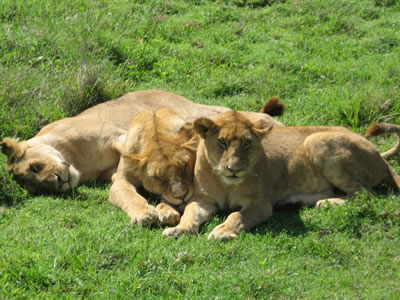 13 Days / 13 Nights Tanzania Ultimate Luxury Safari