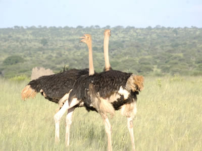 9 Days / 8 Nights Tanzania Camping Adventure></a>
						</div>
						<div class=