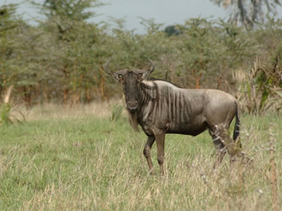 Spend an action packed week on game drives exploring the most famous national parks in Africa. Lake Manyara is famous for its large flocks of flamingos and the tree climbing lions that live nearby.></a>
						</div>
						<div class=