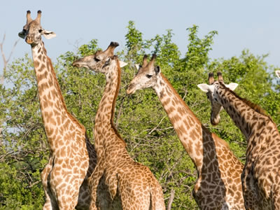 7 Days / 6 Nights Best of Tanzania