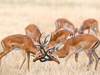 Tarangire National Park