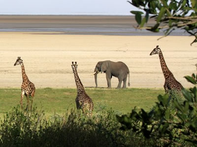 Lake Manyara National Park></a>
						</div>
						<div class=